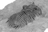 Rare Treveropyge Berbera Trilobite - Exceptional Specimen #255439-4